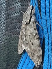 Psilogramma casuarinae