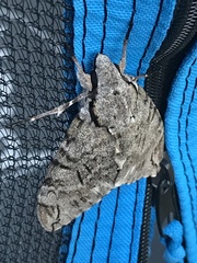 Psilogramma casuarinae