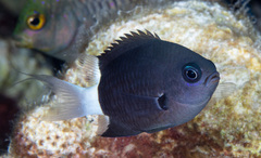 Pycnochromis margaritifer
