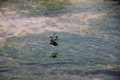 Matrona basilaris