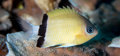 Pycnochromis retrofasciatus