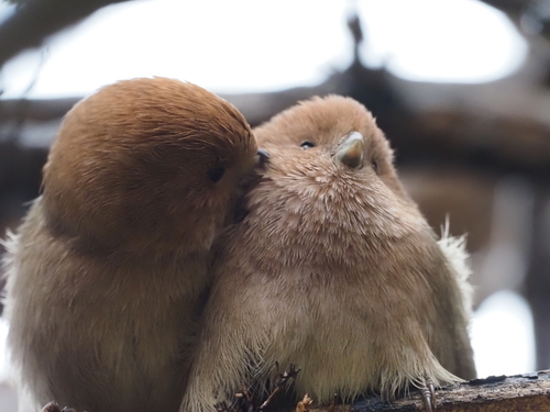 Vinous-throated Parrotbill, 中国江苏省南京市玄武区玄武湖, photo 4 of 10