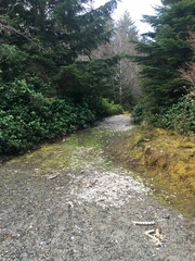 Odocoileus hemionus sitkensis