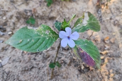 Ruellieae