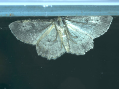 Ectropis fractaria