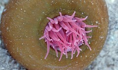 Isanemonia australis