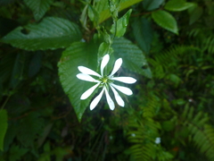 Stellaria cuspidata image