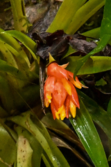 Guzmania jaramilloi