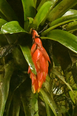 Guzmania jaramilloi