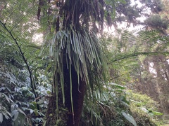 Haplopteris elongata