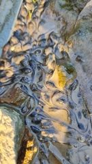 Platyplectrum ornatum