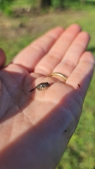 Platyplectrum ornatum