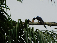 Lophoceros fasciatus