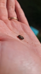 Platyplectrum ornatum