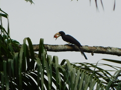 Lophoceros fasciatus