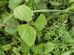 Neustanthus phaseoloides
