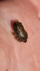 Platyplectrum ornatum