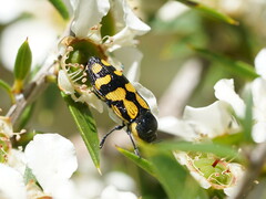 Castiarina adelaidae
