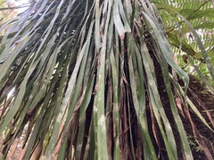 Haplopteris elongata