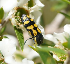 Castiarina adelaidae