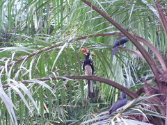 Lophoceros fasciatus