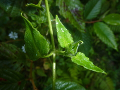 Stellaria cuspidata