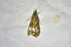 Eudonia minualis