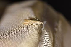 Endophthora omogramma