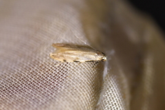 Endophthora omogramma