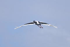 Ephippiorhynchus asiaticus