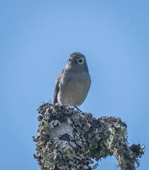 Melaenornis fischeri