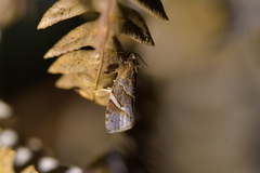 Ecclitica torogramma