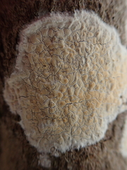 Phanerochaete laevis