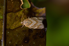 Ecclitica torogramma