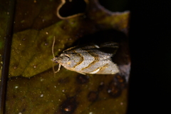 Ecclitica torogramma