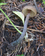Inosperma calamistratum