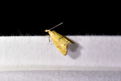 Glaucocharis auriscriptella