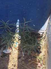 Buddleja sessiliflora