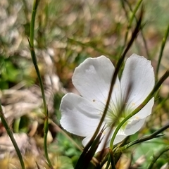 Oxalis magellanica