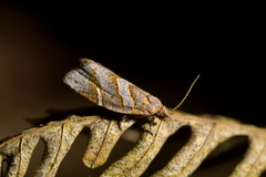 Ecclitica torogramma