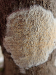 Phanerochaete laevis