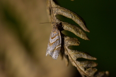 Ecclitica torogramma