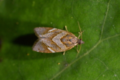 Ecclitica torogramma
