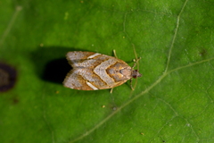 Ecclitica torogramma