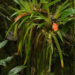Guzmania jaramilloi