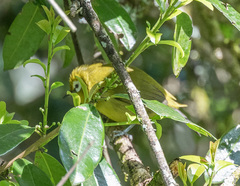 Zosterops eurycricotus