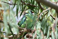 Barnardius zonarius barnardi