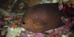 Acanthochromis polyacanthus