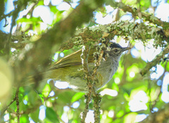 Arizelocichla nigriceps