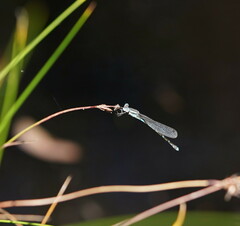 Austrolestes leda